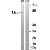 Myb (Ab-532) Antibody