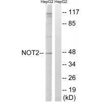 CNOT2 (Ab01) Antibody