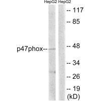 p47 phox (Ab-345) Antibody