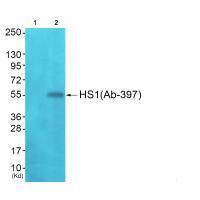 HS1 (Ab-397)Antibody
