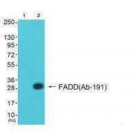 FADD (Ab91) Antibody
