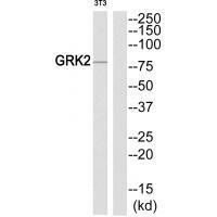 GRK2 (Ab-86) Antibody