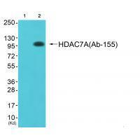 HDAC7A(Ab55) Antibody