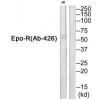 Epo-R (Ab-426) Antibody