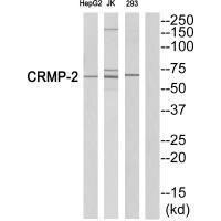 CRMP-2 (Ab-522) Antibody