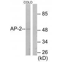 AP-2 Antibody
