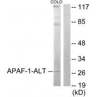 APAF-ALT Antibody