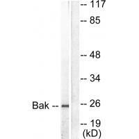 Bak Antibody
