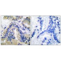 Caspase 10 Antibody