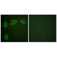 Caveolin Antibody