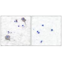 Claudin 5 Antibody