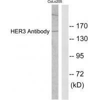HER3 Antibody