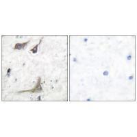 Cox1 Antibody