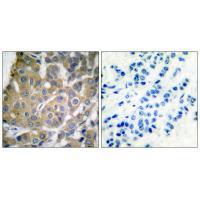 Cox2 Antibody
