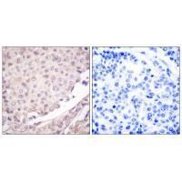 Cullin 1 Antibody