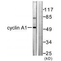 Cyclin A1 Antibody