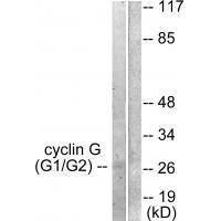 Cyclin G Antibody