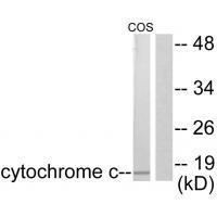 Cytochrome c Antibody