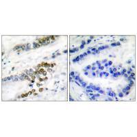 ERCC1 Antibody