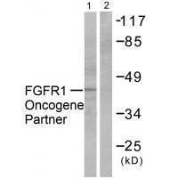 FGFR1 Oncogene Partner Antibody