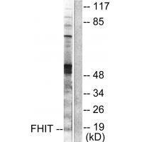 FHIT Antibody