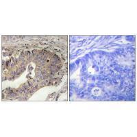 Fibrillin Antibody