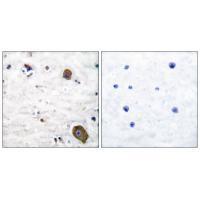 GFR α Antibody