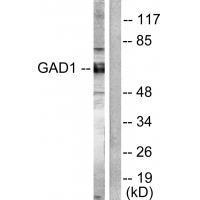 GAD1/2 Antibody