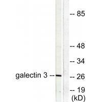 Galectin 3 Antibody