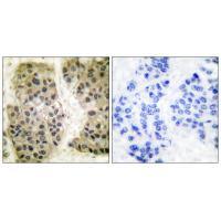 GANP Antibody