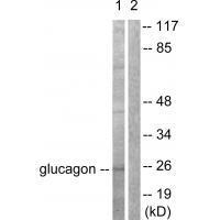 Glucagon Antibody