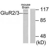 GluR2/3 Antibody