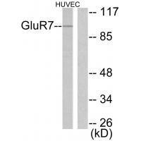 GluR7 Antibody
