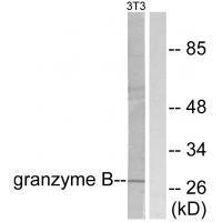 Granzyme B Antibody