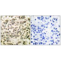 HDAC3 Antibody
