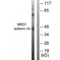 NRG1 isoform0 Antibody