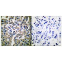 HSP10 Antibody