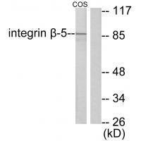 Integrin β5 Antibody