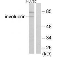 Involucrin Antibody