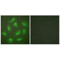 JAB1 Antibody