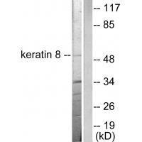 Keratin 8 Antibody