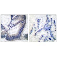 iNOS Antibody