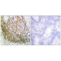 MMP0 Antibody