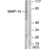 MMP4 Antibody
