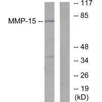 MMP5 Antibody