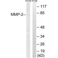 MMP-2 Antibody