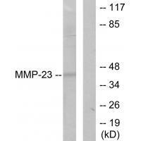 MMP-23 Antibody