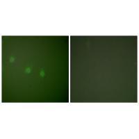 OCT2 Antibody
