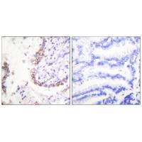 OCT3 Antibody