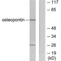 Osteopontin Antibody